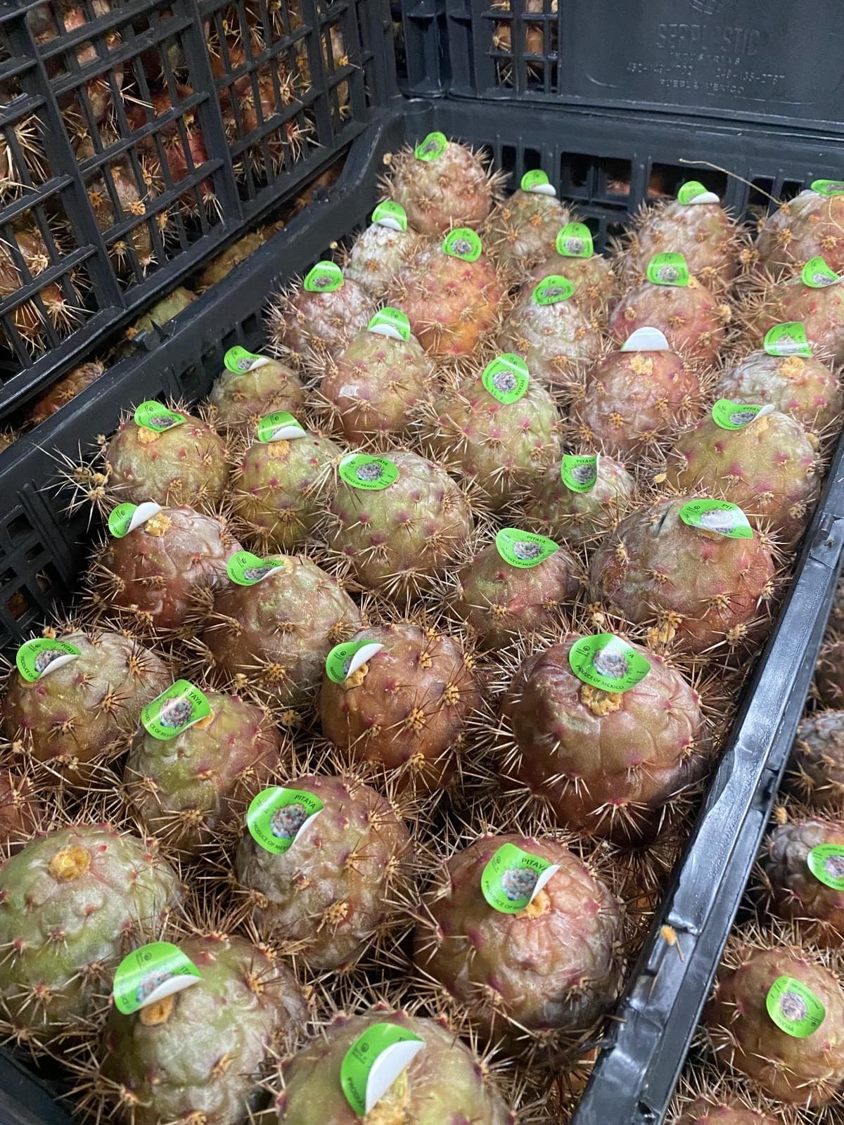 Producto fresco Apolinar Produce 9