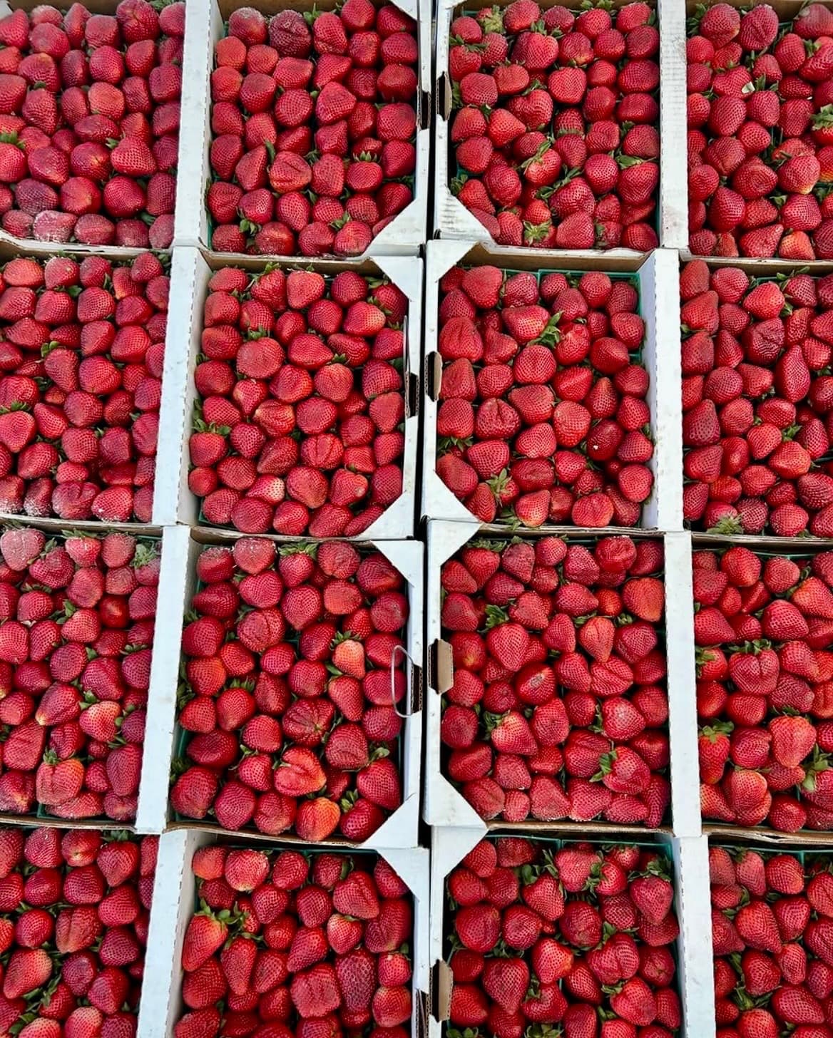 Producto fresco Apolinar Produce 1