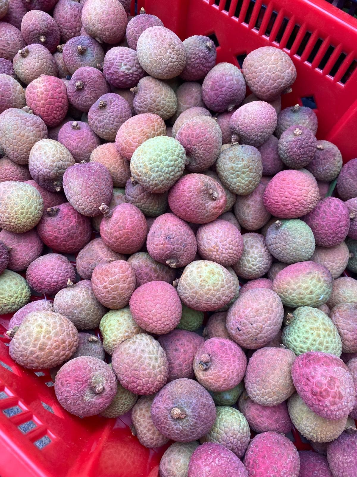 Producto fresco Apolinar Produce 7