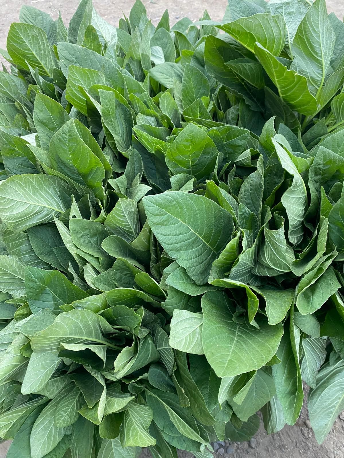 Producto fresco Apolinar Produce 12